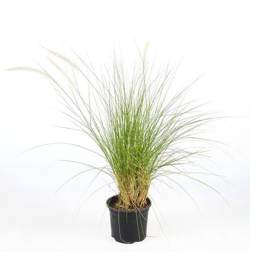 Pennisetum