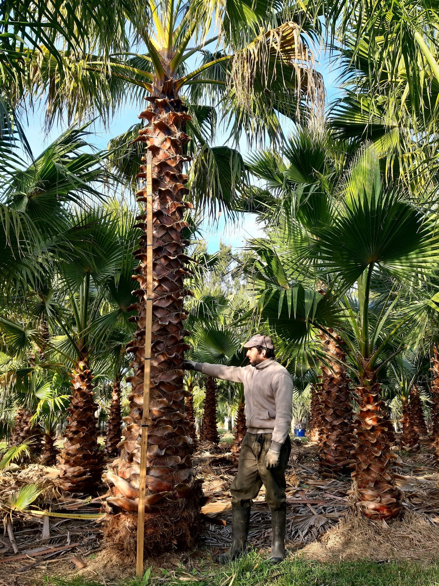 Washingtonia Robusta - نخيل واشنطن