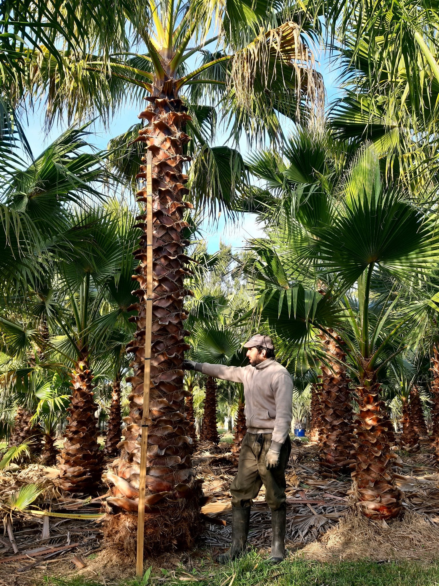 Washingtonia Robu...
