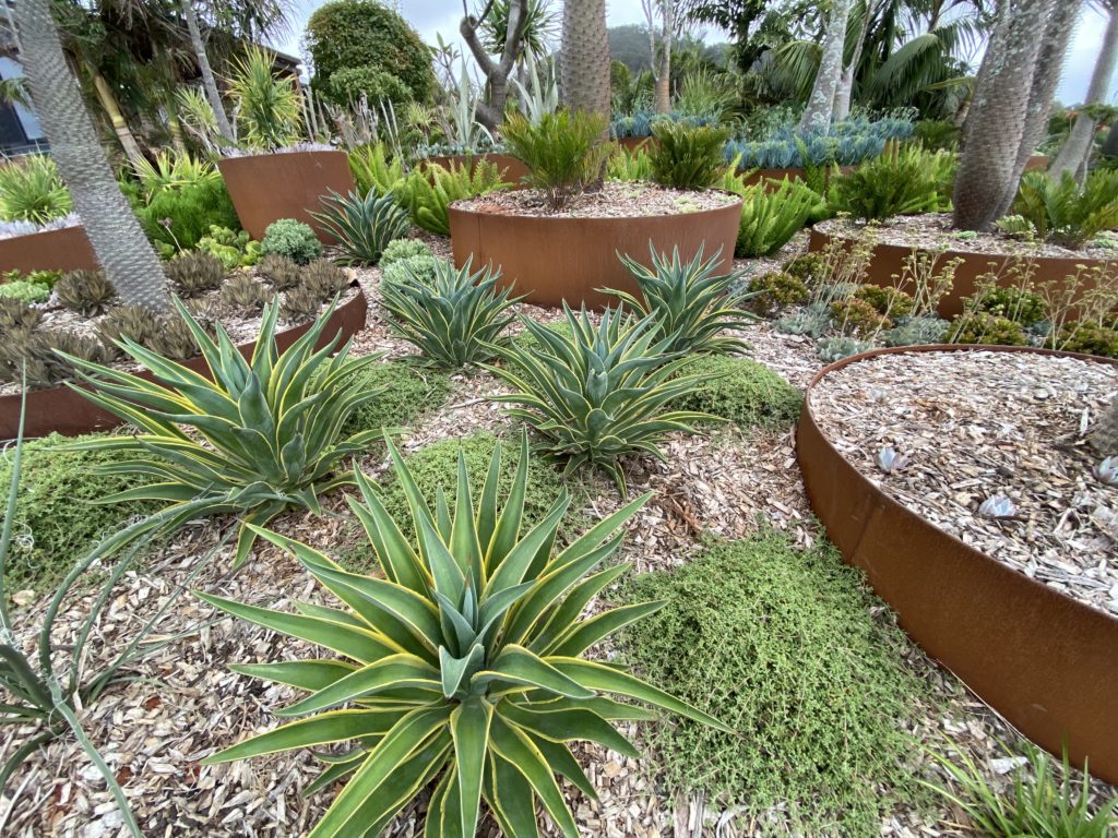 Agave Desmetiana