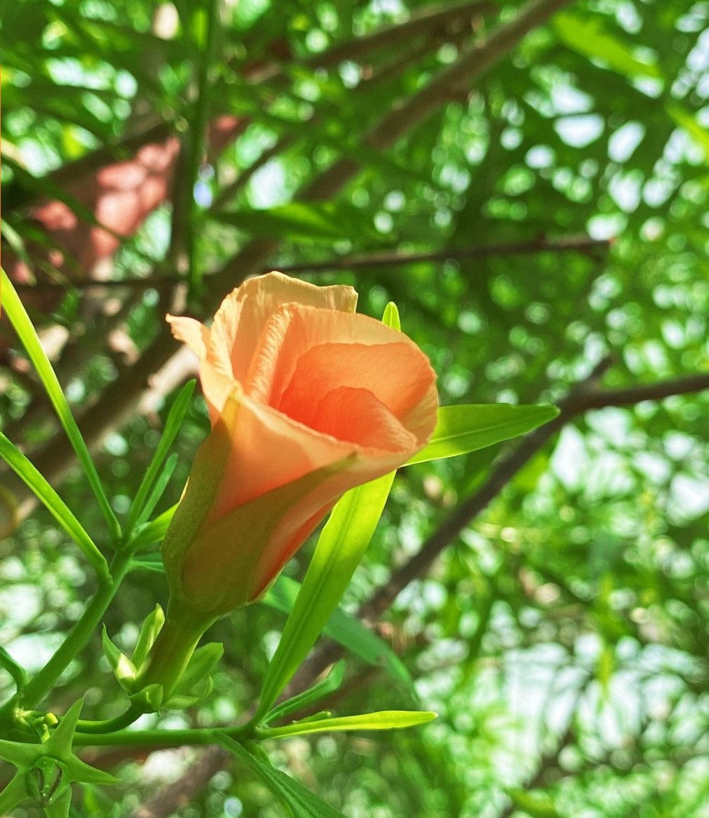 Thevetia Peruviana Tree