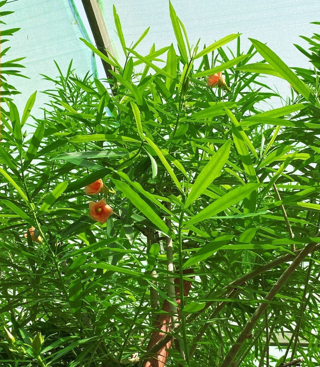 Thevetia Peruviana Tree