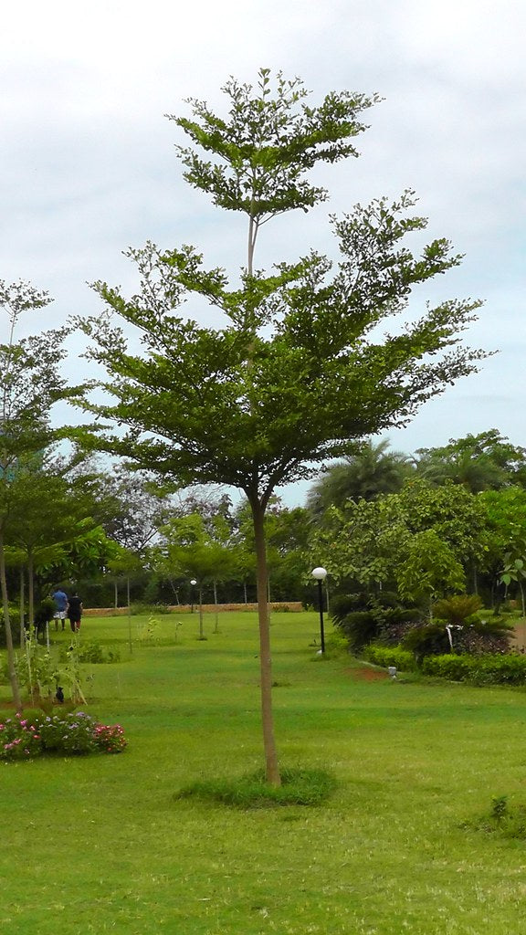 Terminalia Mantaly