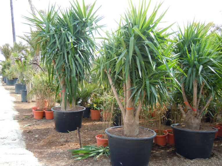 Yucca Elephantipes