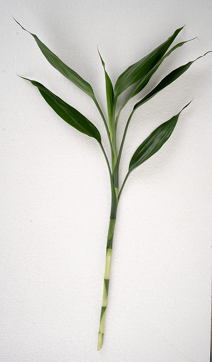 Lucky Bamboo