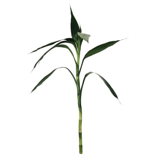 Lucky Bamboo