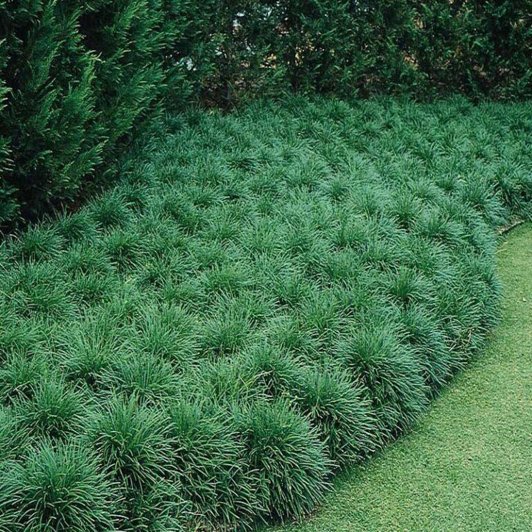 Ophiopogon Japonicus Grass (Mondo Grass)