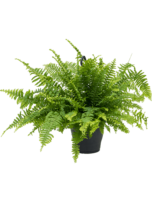 Nephrolepis exaltata - Boston Fern