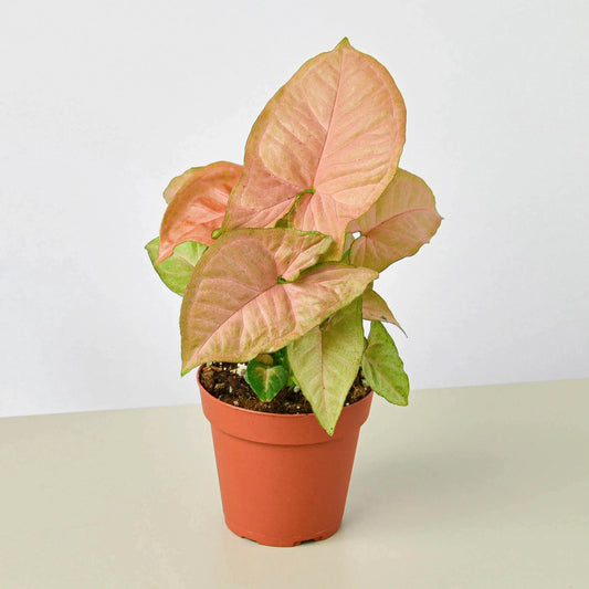 Syngonium Pink Splash