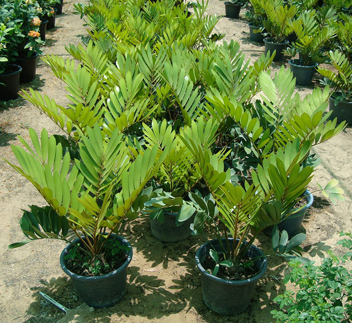 Zamia Furfuracea – زاميا