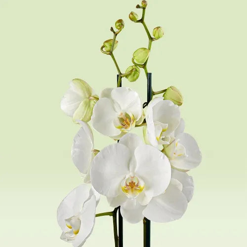 White Orchid Plant - Flowering Plant - نبات الأوركيد