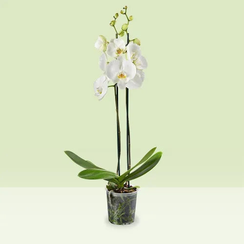 White Orchid Plant - Flowering Plant - نبات الأوركيد