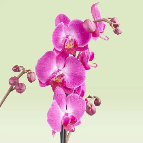 Purple Orchid Plant - Flowering Plant - نبات الأوركيد