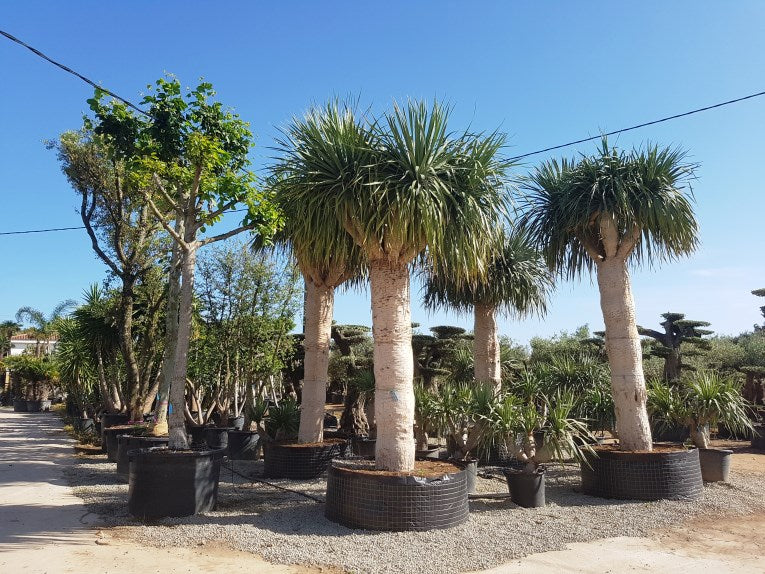 Dracaena Draco