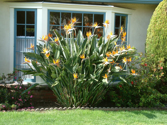 Strelitzia Reginae Plant - عصفور الجنة