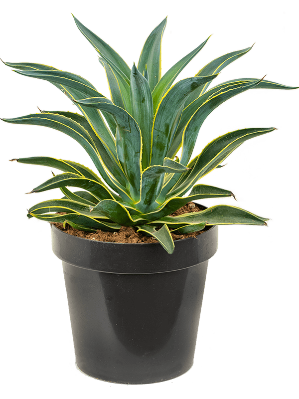 Agave Desmetiana