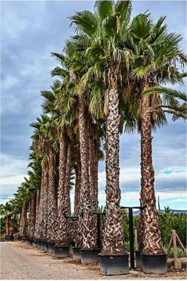 Washingtonia Robusta - نخيل واشنطن