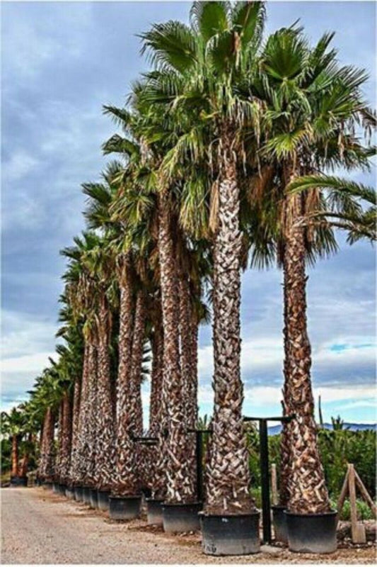 Washingtonia Robusta - نخيل واشنطن