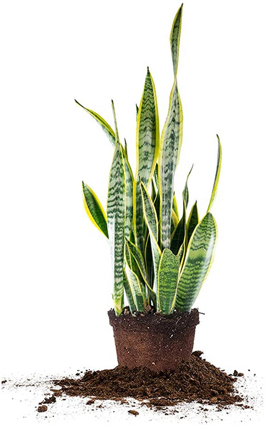 Snake Plant - Sansevieria Laurentii - النباتات الداخلية