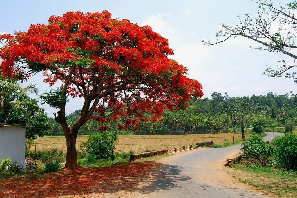 Delonix Regia