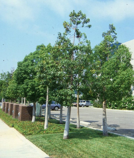 Brachychiton Discolour