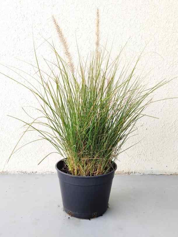 Pennisetum