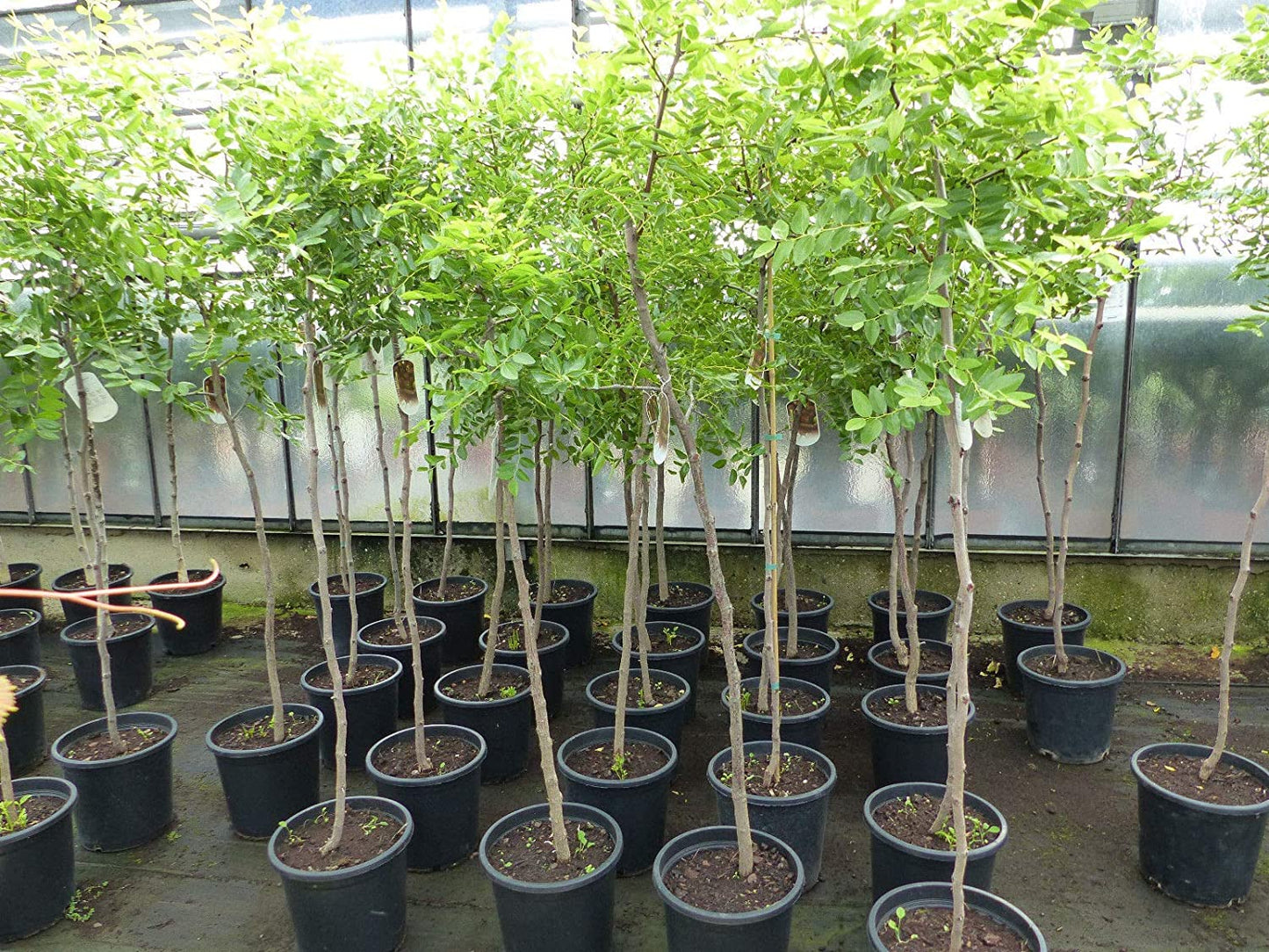 Ziziphus Jujuba Tree