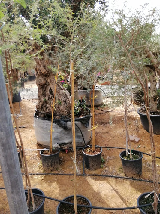 Prosopis Species Tree