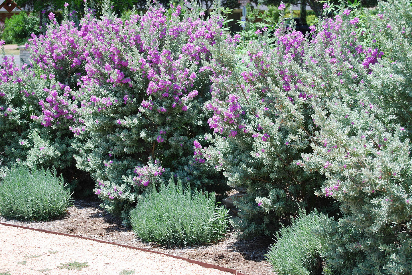 Leucophyllum Frutescens