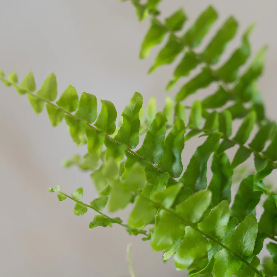Nephrolepis exaltata - Boston Fern