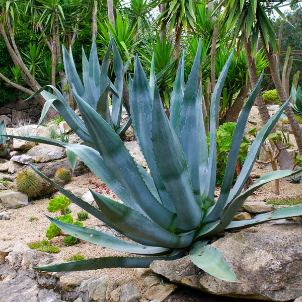 Agave Silver Americana