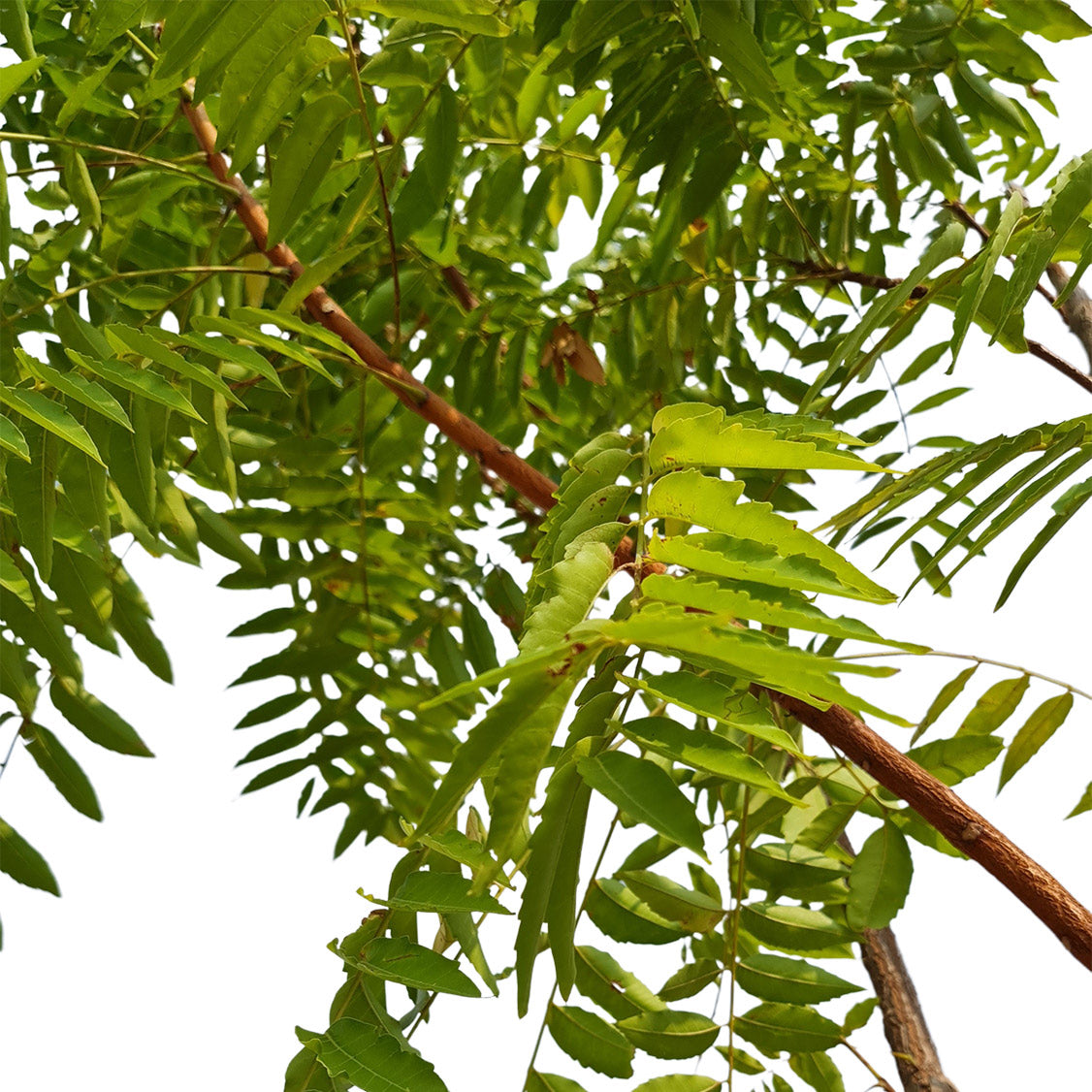 Neem Tree - Azadirachta Indica - شجرة النيم