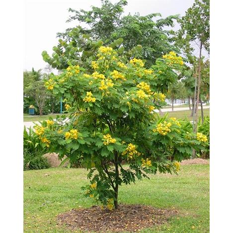 Cassia Gluca Tree - شجرة كاسيا جلوكا