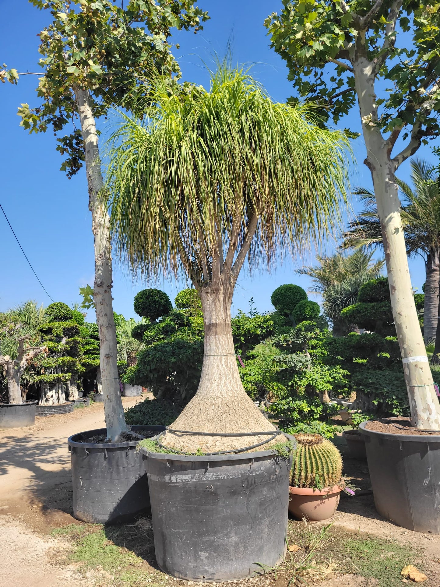 Beaucarnea Palm