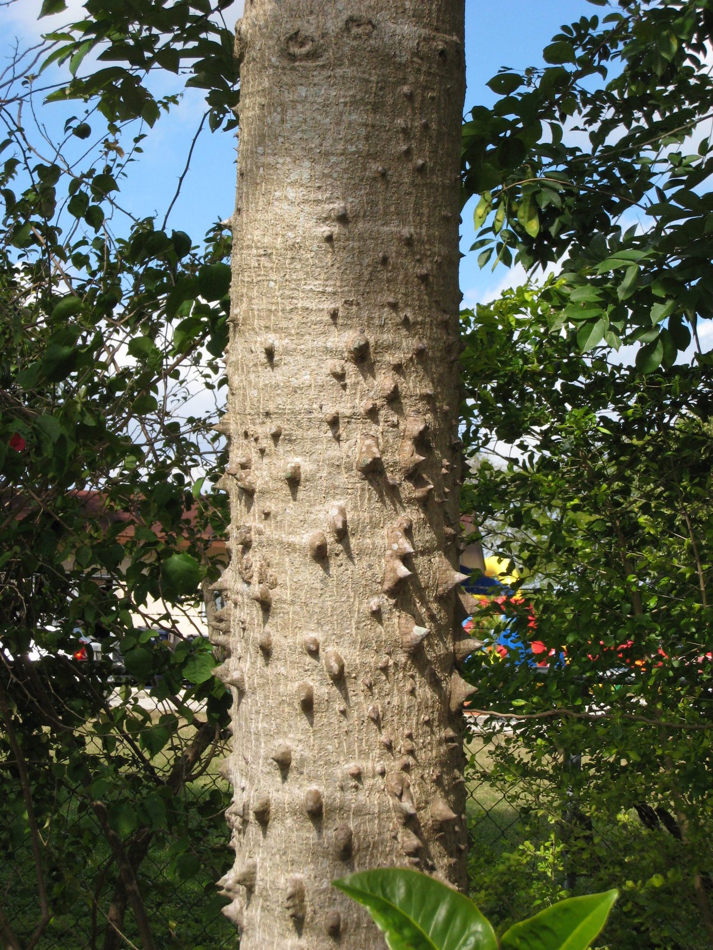 Bombax Red Tree - البومباكس