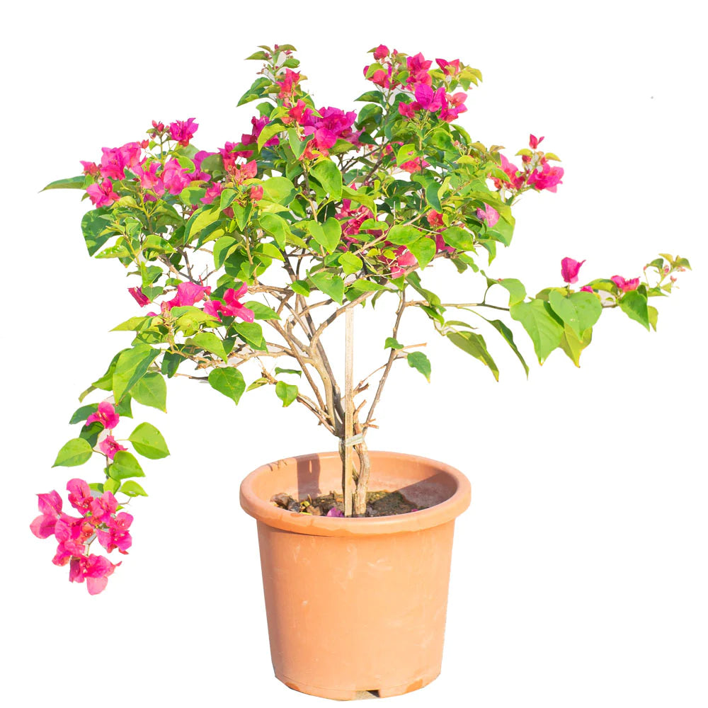 Bougainvillea Pink