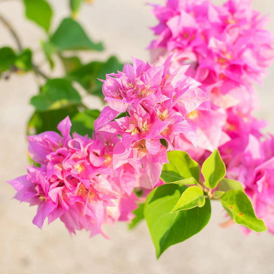 Bougainvillea Pink – نبات جهنمية وردي