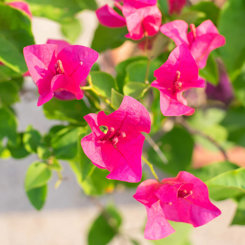 Bougainvillea Pink
