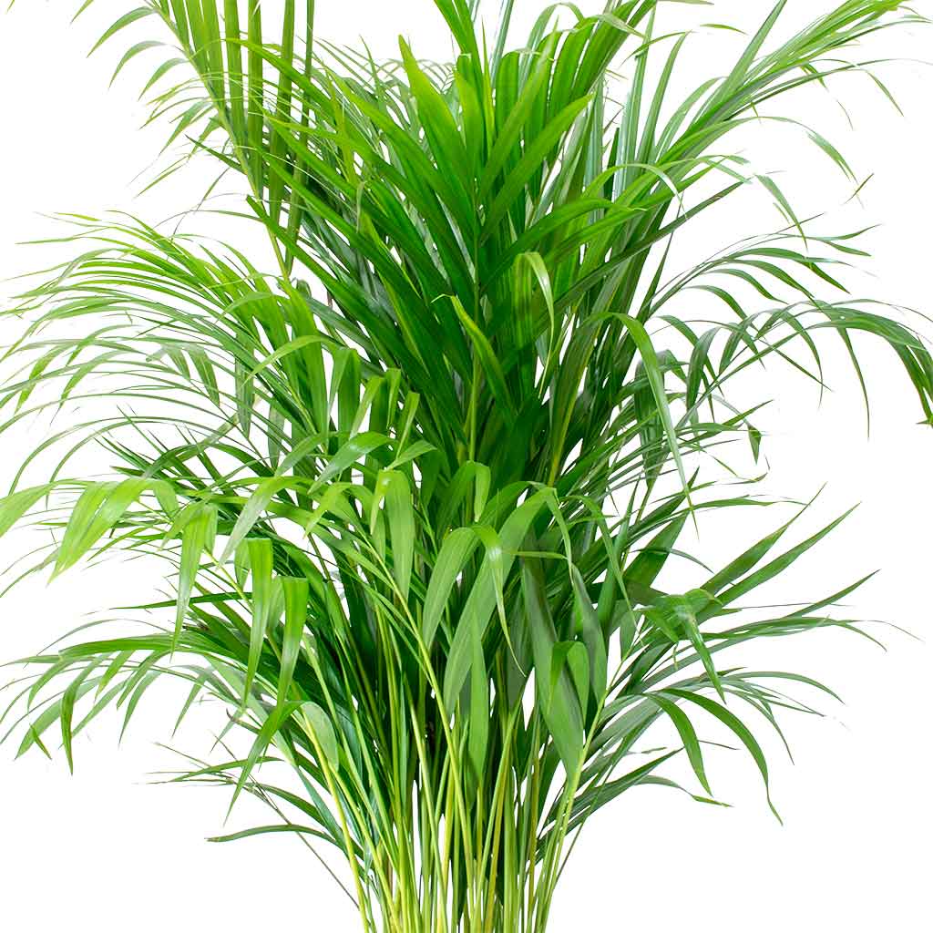 Dypsis lutescens - Areca Palm - 150cm - نبات داخلي