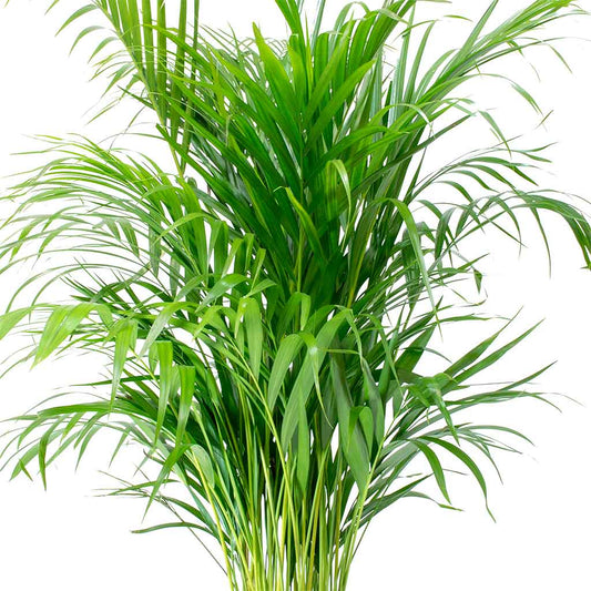 Areca Palm — Reference Plant in Cozy Daylight Background
