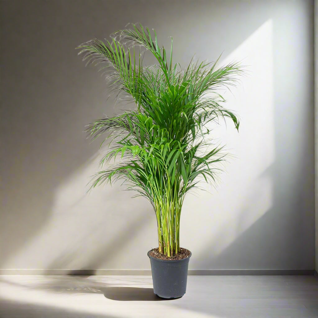 Dypsis lutescens ...