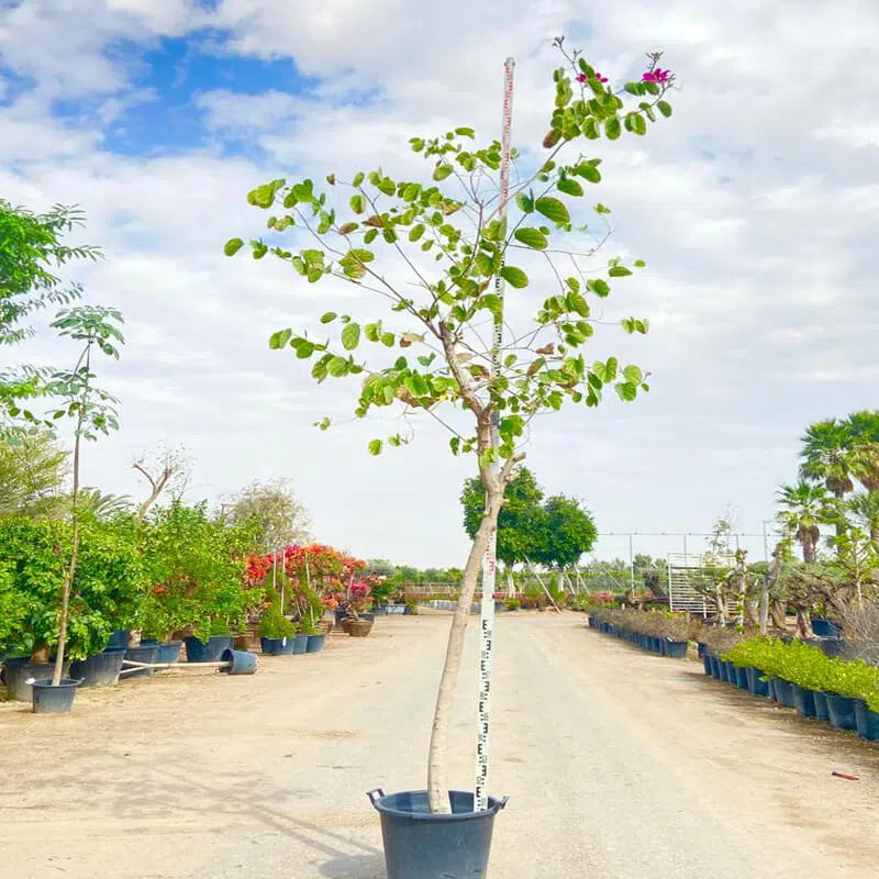 Bauhinia Blakeana Tree - شجرة البوهينيا
