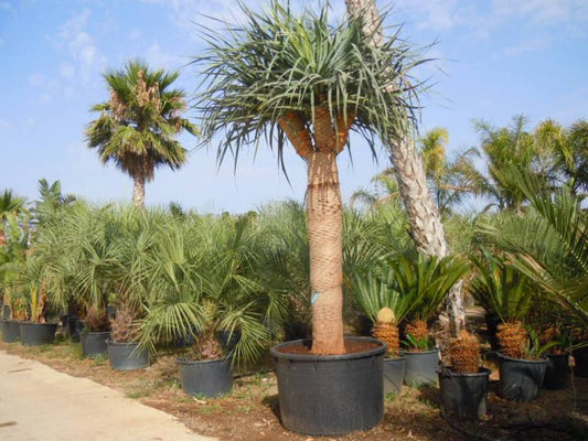 Dracaena Draco