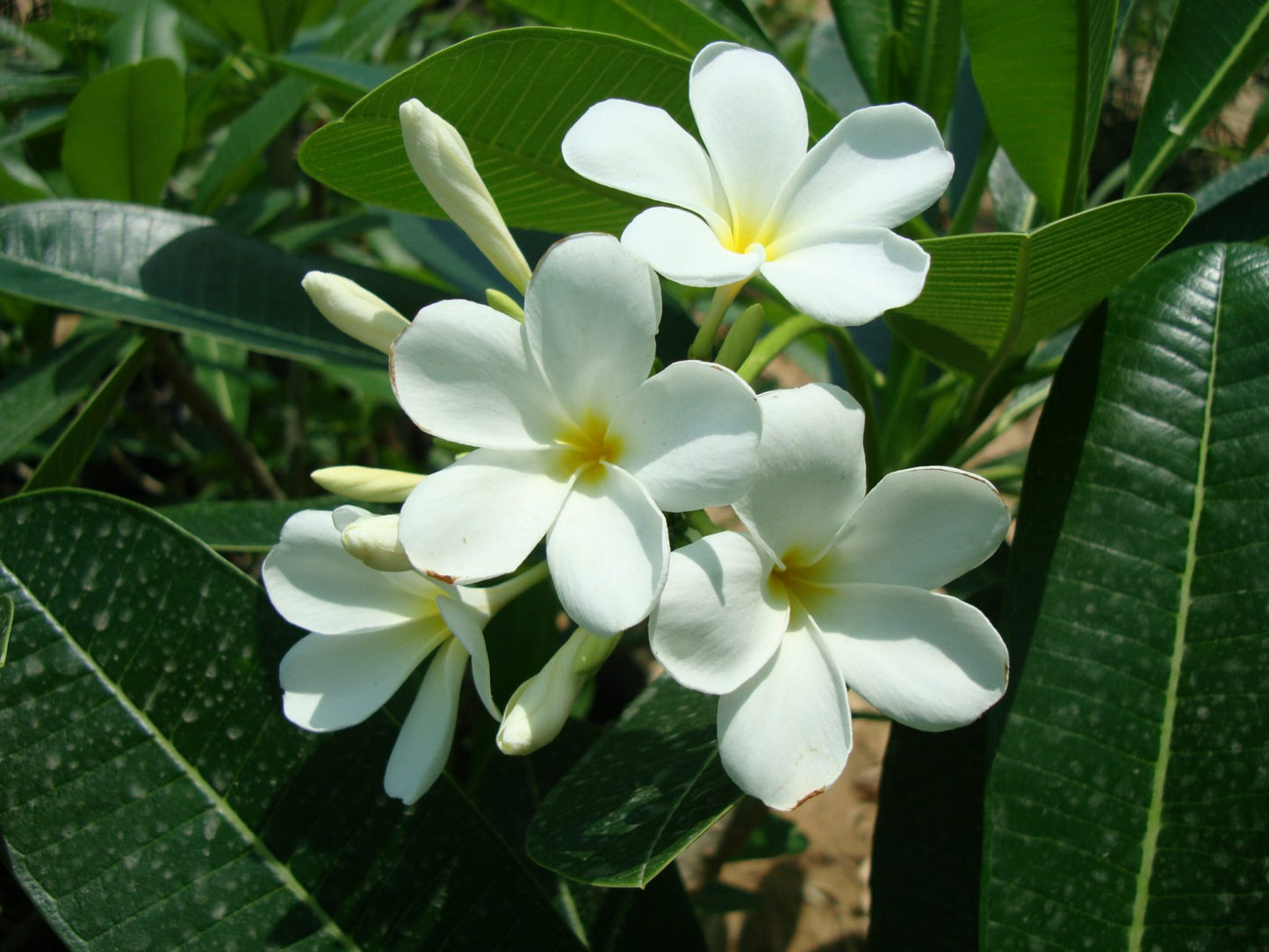 Plumeria obtusa