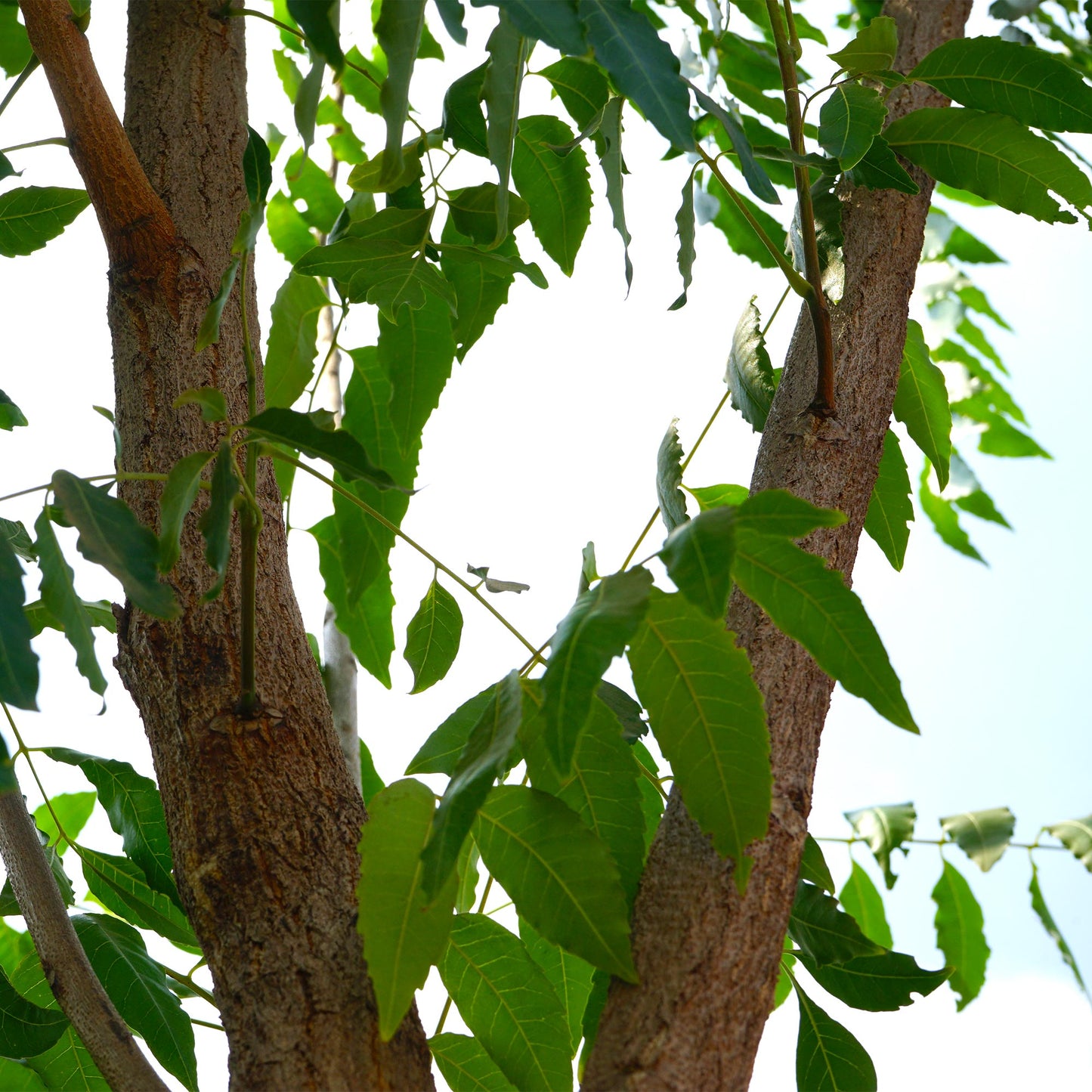 Azadirachta Indica (Neem Tree) - شجرة النيم
