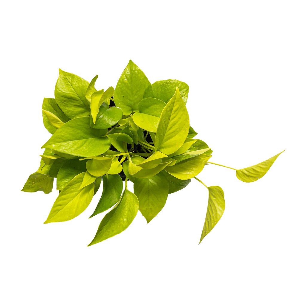 Golden Pothos (Epipremnum Pinnatum) with bright neon-green leaves cascading from a stylish pot, displayed in a modern indoor setting.