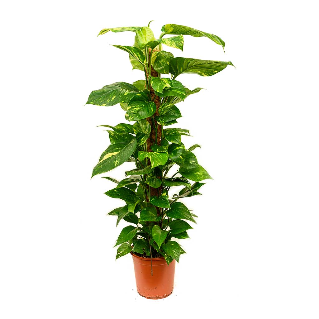 Epipremnum Global Green + Moss Pole – BMBO Plants