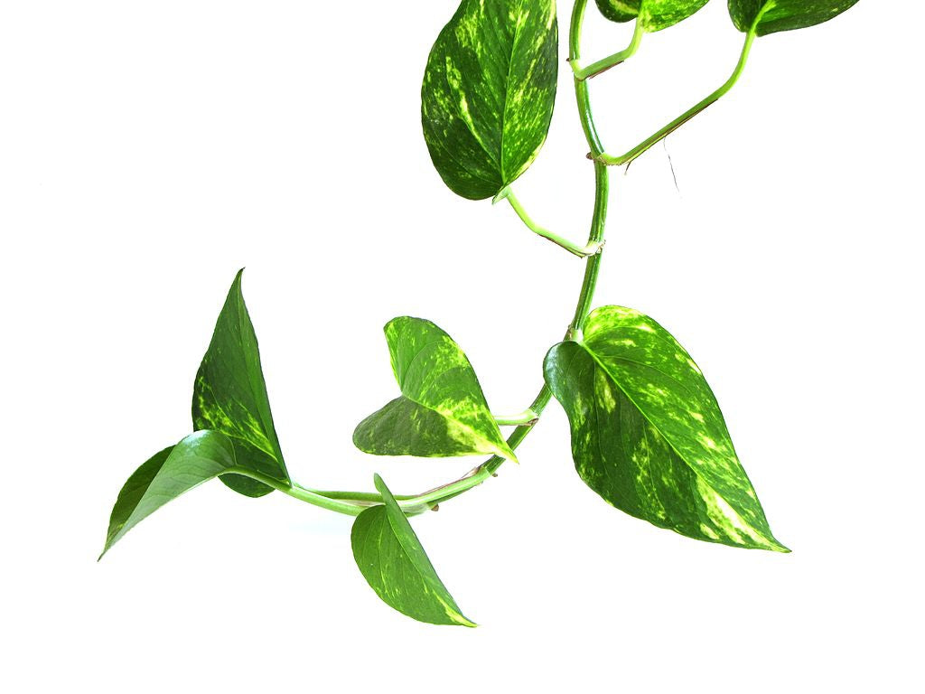 Epipremnum aureum - Money Plant- Moss Pole
