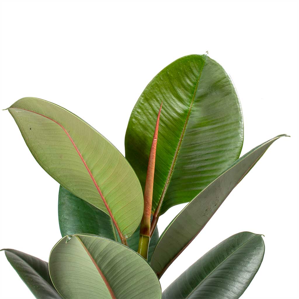 Ficus elastica Robusta - Rubber Plant (نبات المطاط)