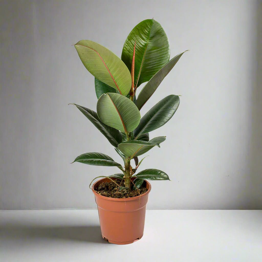 Ficus elastica Robusta - Rubber Plant (نبات المطاط)